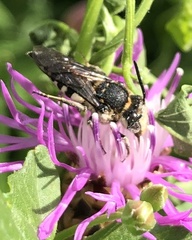 Coelioxys