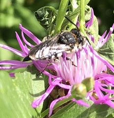 Coelioxys