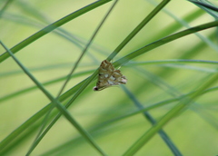 Elophila icciusalis