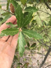 Quercus graciliformis