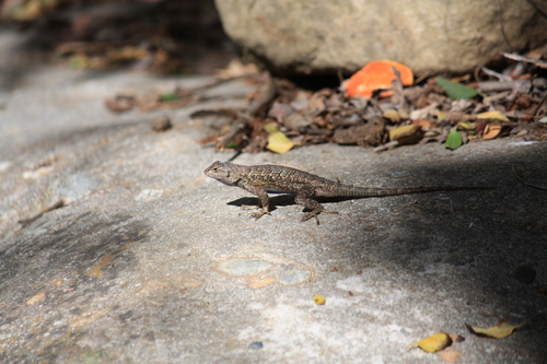 iNaturalist observation photo of Western Fence Lizard