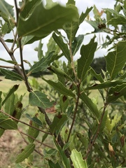 Quercus graciliformis