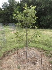 Quercus graciliformis