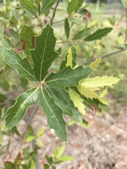 Quercus graciliformis