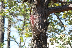 Tillandsia seleriana
