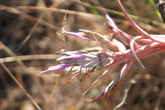 Tillandsia seleriana