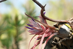 Tillandsia seleriana