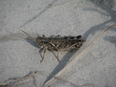 Melanoplus infantilis