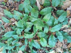 Pulmonaria officinalis