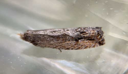 Bayberry Leaftier Moth photo 2