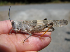 Trimerotropis pistrinaria