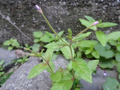 Epilobium