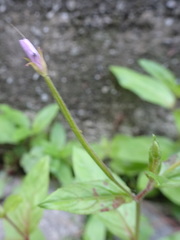 Epilobium