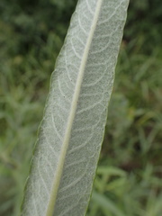 Salix candida
