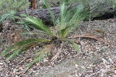 Macrozamia riedlei
