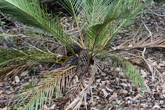 Macrozamia riedlei