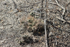 Corynopuntia