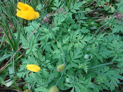 Papaver cambricum