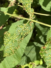 Puccinia malvacearum