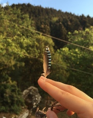 Garrulus glandarius graecus