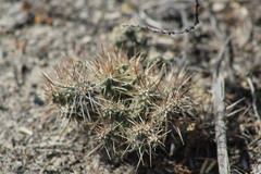 Corynopuntia
