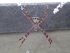 Argiope amoena