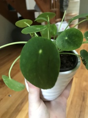 Pilea peperomioides