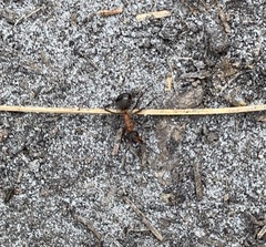 Formica polyctena × rufa
