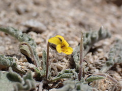 Viola pinetorum grisea