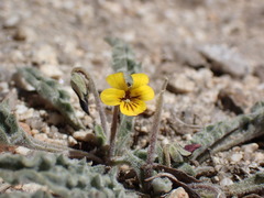 Viola pinetorum grisea