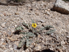 Viola pinetorum grisea