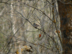 Junco hyemalis caniceps