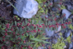 Euphorbia densiflora