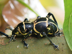 Pachyrhynchus moniliferus