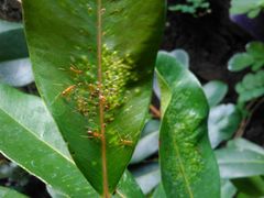 Anoplolepis gracilipes