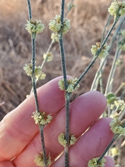 Eriogonum roseum