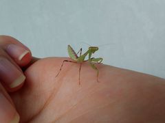 Hierodula patellifera