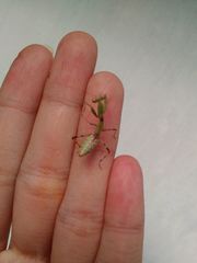 Hierodula patellifera