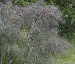 Foeniculum vulgare dulce