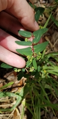 Euphorbia hyssopifolia image