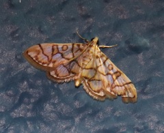 Pseudopyrausta acutangulalis