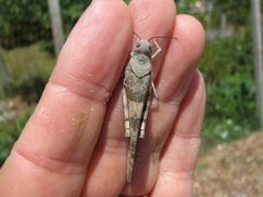 Trimerotropis pistrinaria