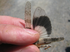 Trimerotropis pistrinaria