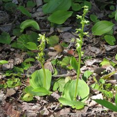 Platanthera hookeri image