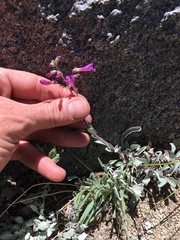 Penstemon patens