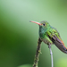Heine's Rufous-tailed Hummingbird - Photo (c) Nick Athanas, some rights reserved (CC BY-NC-SA)