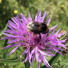 Bombus subterraneus
