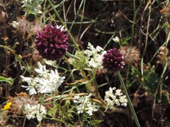 Allium sphaerocephalon