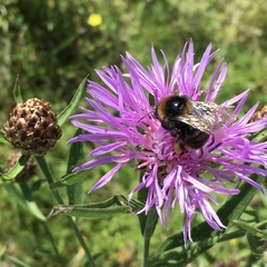 Bombus subterraneus