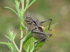 Atlanticus testaceus